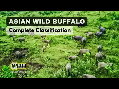 , title : 'Asian Wild Buffalo _ Complete Classification About Asian Wild Buffalo (Whir Latandrank)'