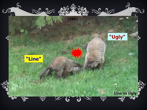 “Line” vs “Ugly”: Fight of two woodchucks (groundhogs)