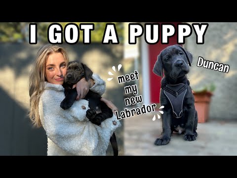 I GOT A PUPPY: Picking Up & Bringing Home My New Black Labrador Retriever & Our First Week Together