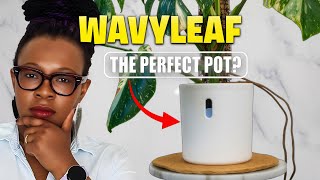 Finding the Perfect Semi Hydroponics Pot: Is the Wavy Leaf Pot Worth It?