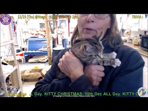 Adoption of Sissy 12-08-2021  Friends of Felines Rescue Center (FFRC)