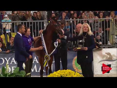 ARGENTO N.124 MADAGASKAR J - Verona 2017 - Yearling Colts Championship (Class 14)