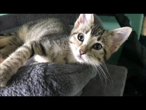 Pectus Excavatum Surgery - How Social Media Saved A Tiny Kitten's Life - Wallace's Story Pt. 1