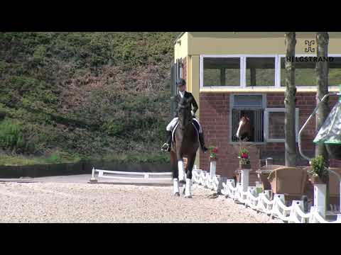 Dynamic Dream by Dream Boy / Sir Donnerhall I - stallion born 2017 (ENG)