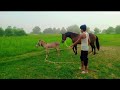 Mating Between Horse And Donkey Real Footage How Horses And Donkeys Breed Fascinating Facts