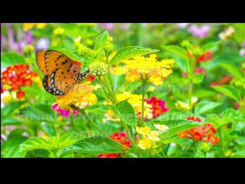 Opwekking 047 Omdat Hij leeft