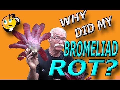 Why Did My Bromeliad Rot????