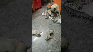 Pug Puppies Videos