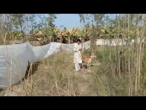 Aaj ka shikar at khadhar, best hunting dogs and bully dogs 🐕.