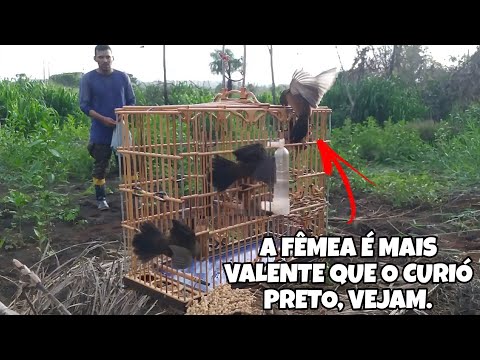 MEU CURIÓ PARDO ENFRENTOU O CURIÓ PRETO E A FÊMEA FOGOSA MAIS VALENTE QUE EU JÁ VI.