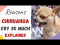 Why Do Chihuahuas Cry So Much Explained With Reason What To Do To Make Chihuahua Stop Crying