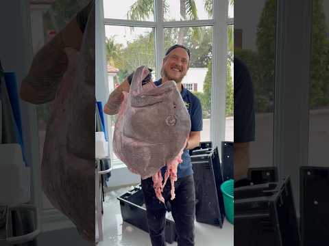 Massive Grouper Cheek! ​⁠@Restofthefish