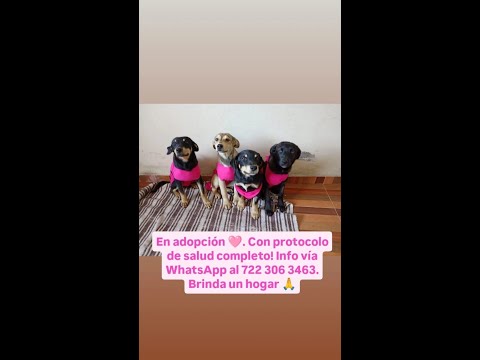 Noches de Tertulia Con Ana Argueta - Vanessa Woods Vel