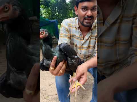 My openion in selecting a breeding female hen ( Bhimavarm breed only ) around 7-9 months age .