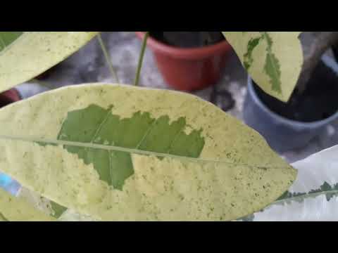 Money Tree or Pachira Aquatica Varieties