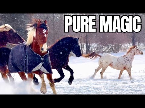You NEED to Watch This! 11 Mesmerizing Horses Running in the Snow
