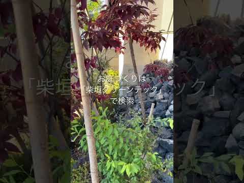 arbuste à feuilles rouges -érable-japonais-arbuste-ornement