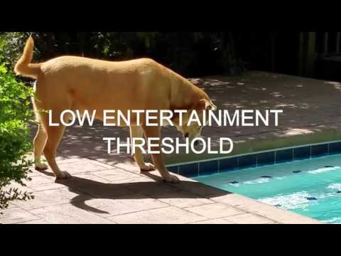 Low Entertainment Threshold