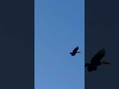 Loro                               En San Ignacio, Misiones, Argentina