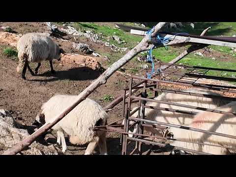 LA STANA Baciului TOMELE din Padis.Cum se face Branza?Mutarea Staului.Miel la CEAUN la Stana...!!!