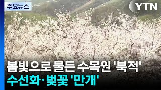 봄빛으로 물든 수목원 '북적'...수선화·벚꽃 '만개' / YTN