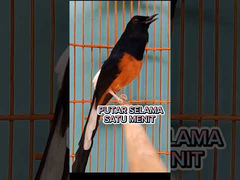 Murai batu NGELOWO?Putar suara murai gacor ini di waktu pagi hari