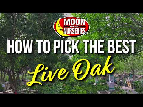 How to Pick the Best Live Oak