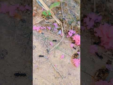 #sayana #cat #talkingtom #cartoon #funny #cute