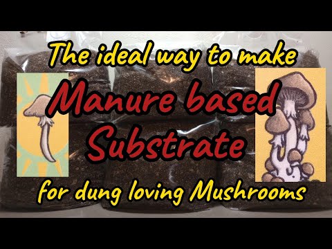 Manure based substrate recipe for dung loving Mushrooms easy step by step grain spawn to bulk