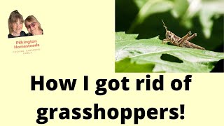 How I got rid of grasshoppers