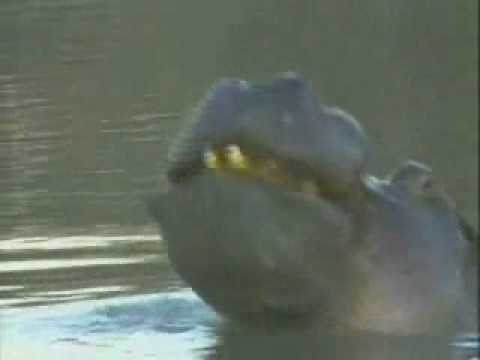 Hippo Yawn