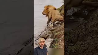 Jacare fou no rei da selva 😱