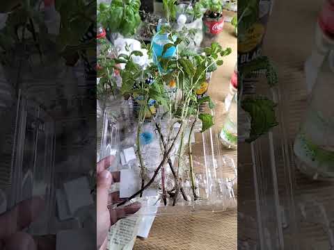 一年中楽しめるミントの植え方は？  庭園