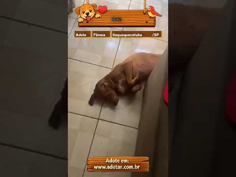 Vídeo de Maia