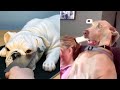 Dog Cat Reaction To Cutting Cake 2020 Funny Dog Cat Cake Reaction Compilation