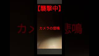 カワウソ襲撃擬似体験【HARRYグループ浅草店】