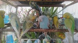 プロが教えるインコのストレス解消法＋最適ケージ🧬