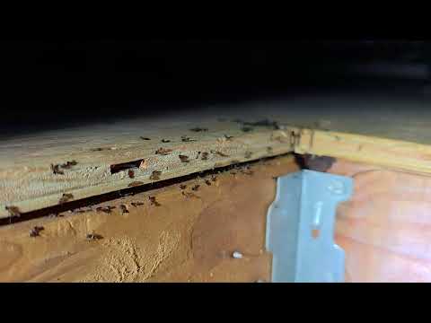 Acrobat Ants Infest the Shed in Monmouth...