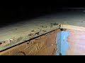 Acrobat Ants Infest the Shed in Monmouth Beach, NJ