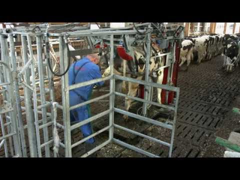 Klauenpflege von Kuhperfect