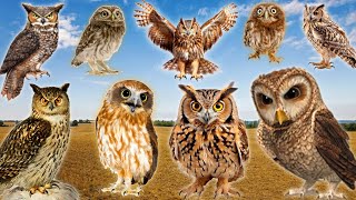 The Best Owl Sounds 🦉 | Different Types of Owls and Their Sounds (15 types of owls)