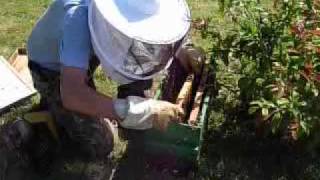 preview picture of video 'Récupération d'un essaim d'abeilles et mise en ruche'