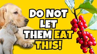 UNSAFE Christmas Plants That Will Send Your Pets to the Vet!