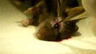 mouse eye enucleation