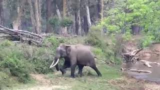 preview picture of video 'Elephant in Muthanga .......'