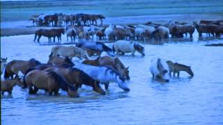 Analysis & Curation of American Travelers' Visual Documents on Central Asian Nomadic Culture