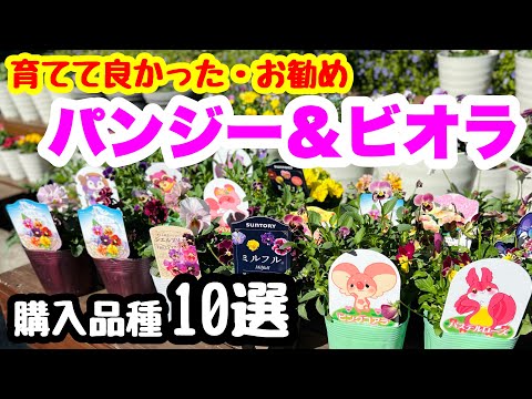 園芸 ミルキートウダイグサ、ドラゴンボーン、燭台トウダイグサ