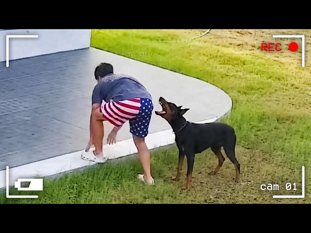 Caught in 4K! Funniest Security Camera Fails SDDEFAULT Thumbnail