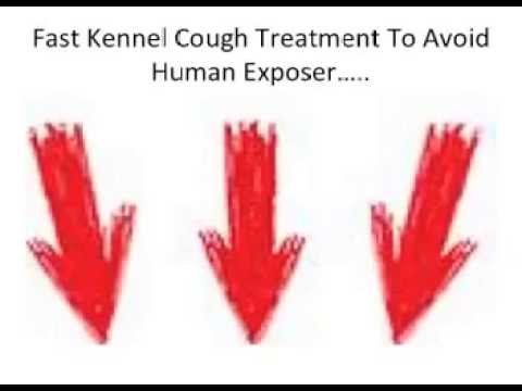 Can A Human Get Kennel Cough-Is Kennel Cough Contagious?
