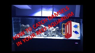 How to catch a damsel in your reef tank